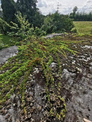 Stark mit wilder Wein (Parthenocissus) bewachsenes Garagendach vor der Entfernung