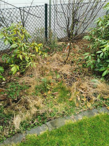 Verwildertes Gartenbeet mit Unkraut und trockenem Altbewuchs