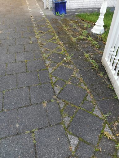 Mit Moos und Unkraut bewachsene Pflasterfläche vor der Reinigung